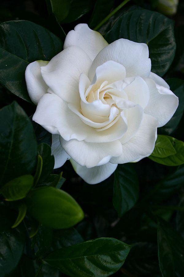 Serenity Whisper White Bloom Cluster